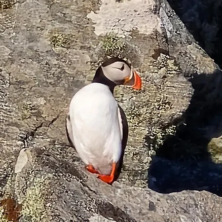 Διαμέρισμα Apartment, Rekkedal Gjestegard - Saebo Orsta